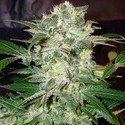 Mazar Kush (World Of Seeds) Feminisoidut