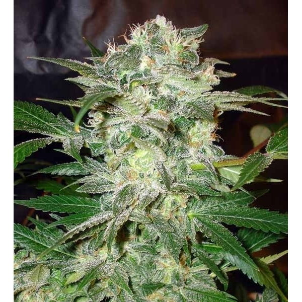 Mazar Kush (World Of Seeds) Feminisoidut