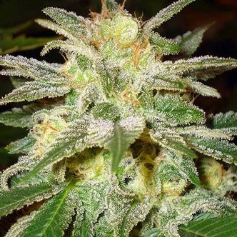 New York 47 (World Of Seeds) feminisoidut kannabiksen siemenet