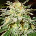 New York 47 (World Of Seeds) Feminisoidut