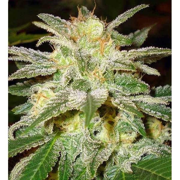 New York 47 (World Of Seeds) Feminisoidut