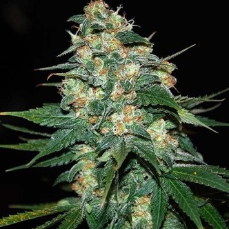 Skunk 47 (World Of Seeds) feminisoidut kannabiksen siemenet
