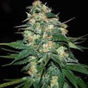Skunk 47 (World Of Seeds) Feminisoidut