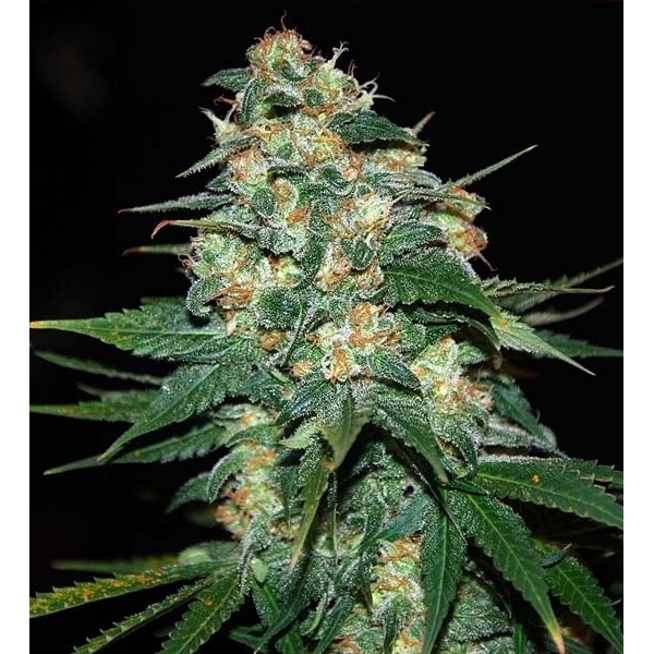 Skunk 47 (World Of Seeds) Feminisoidut