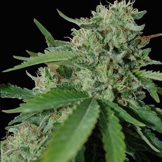 Yumbolt 47 (World Of Seeds) Feminisoidut