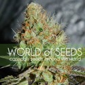 Afghan Kush Special (World Of Seeds) Feminisoidut