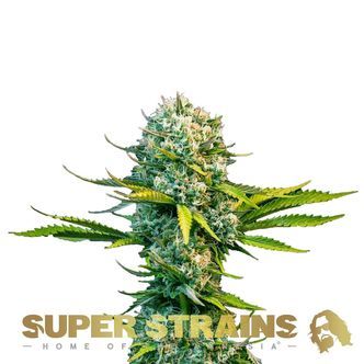 Next Of Kin (Super Strains) feminisoidut kannabiksen siemenet