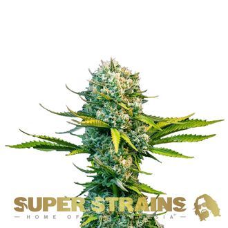 Next Of Kin (Super Strains) Feminisoidut