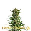 7th Wave (Super Strains) Feminisoidut