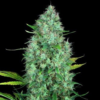 Serious 6 (Serious Seeds) feminisoidut kannabiksen siemenet