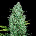 Serious 6 (Serious Seeds) Feminisoidut