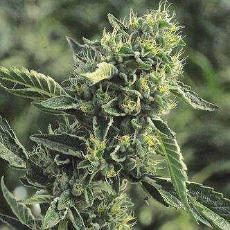 OG Kush (Humboldt Seed Company) feminisoidut