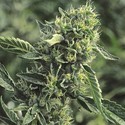 OG Kush (Humboldt Seed Organization) Feminisoidut