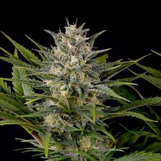 Pineapple Skunk (Humboldt Seeds) feminisoidut kannabiksen siemenet