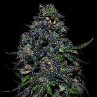 Taison Auto (VIP Seeds) feminisoidut