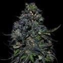 Taison Auto (VIP Seeds) Feminisoidut