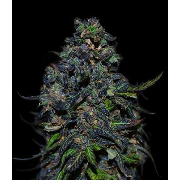 Taison Auto (VIP Seeds) Feminisoidut