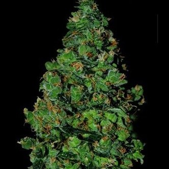 Membrana Hiper Auto (VIP Seeds) feminisoidut kannabiksen siemenet