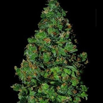 Membrana Hiper Auto (VIP Seeds) Feminisoidut