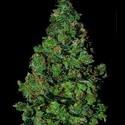 Membrana Hiper Auto (VIP Seeds) Feminisoidut