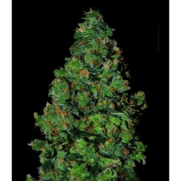 Membrana Hiper Auto (VIP Seeds) Feminisoidut