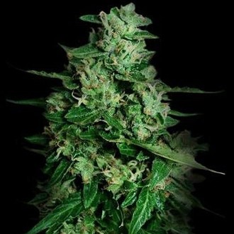 Northern Delights Auto (VIP Seeds) Feminisoidut