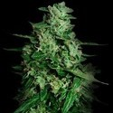Northern Delights Auto (VIP Seeds) Feminisoidut