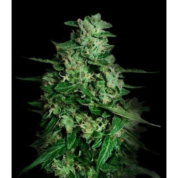 Northern Delights Auto (VIP Seeds) Feminisoidut