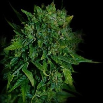 VIP Auto (VIP Seeds) feminisoidut