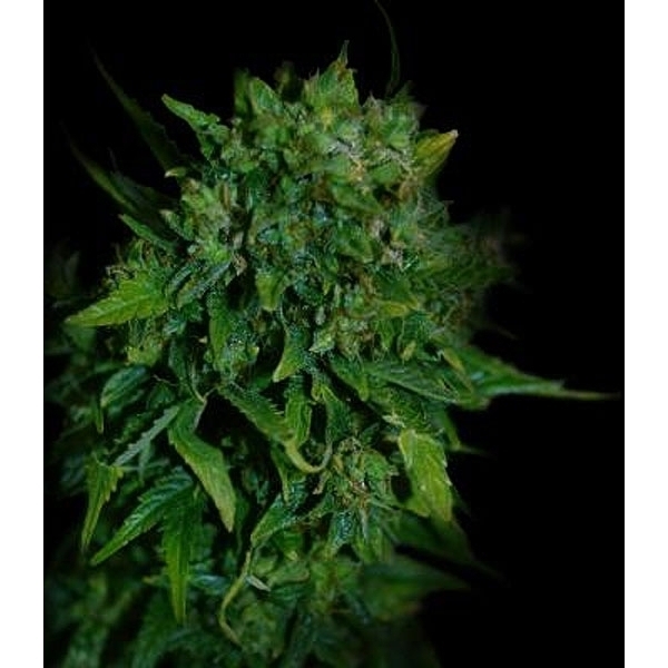 VIP Auto (VIP Seeds) Feminisoidut