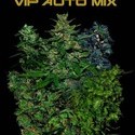 VIP Auto Mix (VIP Seeds) Feminisoidut
