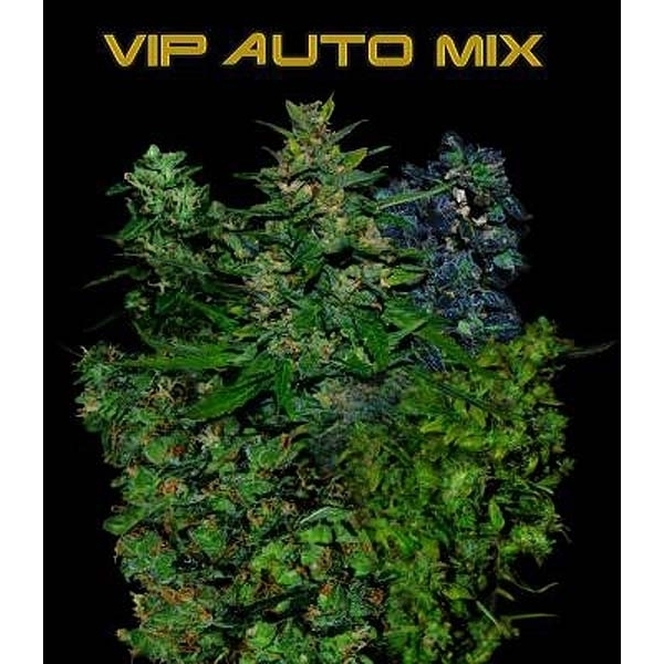 VIP Auto Mix (VIP Seeds) Feminisoidut