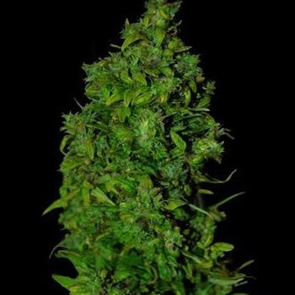 VIP Dwarf Auto (VIP Seeds) feminisoidut