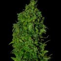 VIP Dwarf Auto (VIP Seeds) Feminisoidut