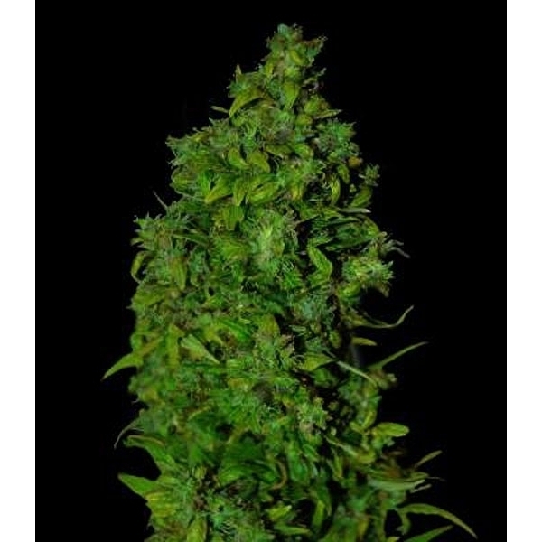 VIP Dwarf Auto (VIP Seeds) Feminisoidut