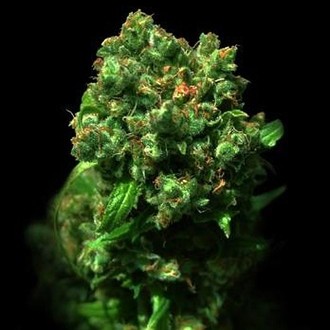 Love Peace (VIP Seeds) Feminisoidut