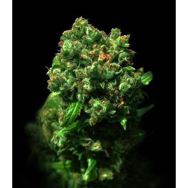 Love Peace (VIP Seeds) Feminisoidut