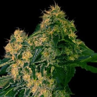 Torpedo (VIP Seeds) Feminisoidut