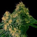 Torpedo (VIP Seeds) Feminisoidut