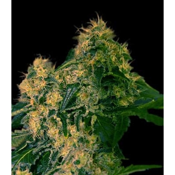 Torpedo (VIP Seeds) Feminisoidut