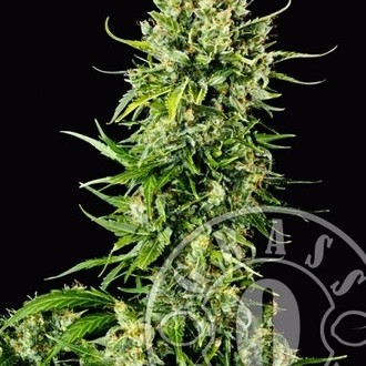 Auto Mass (Grass-O-Matic) Feminisoidut
