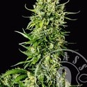 Auto Mass (Grass-O-Matic) Feminisoidut