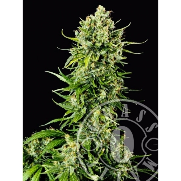 Auto Mass (Grass-O-Matic) Feminisoidut