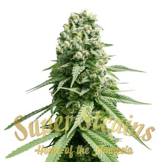 Amnesia (Super Strains) Feminisoidut