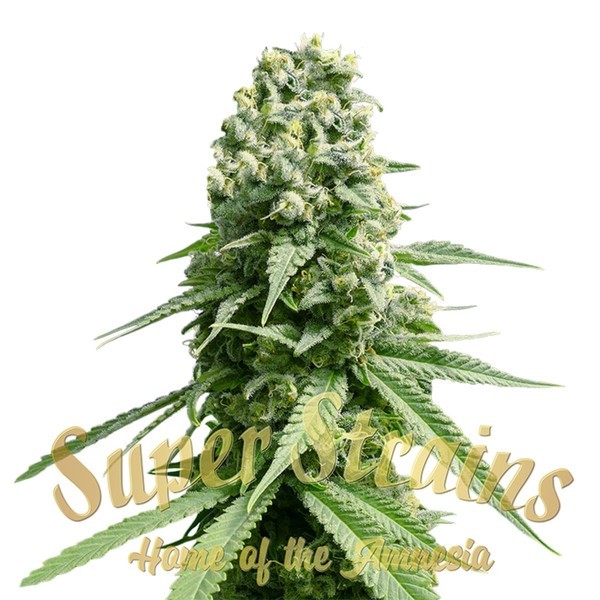 Amnesia (Super Strains) Feminisoidut
