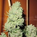Channel + (Medical Seeds) Feminisoidut