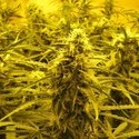Channel + (Medical Seeds) Feminisoidut
