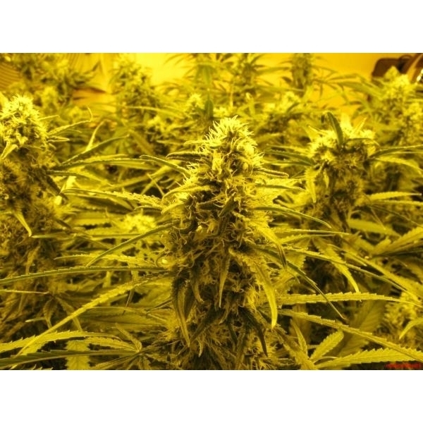 Channel + (Medical Seeds) Feminisoidut