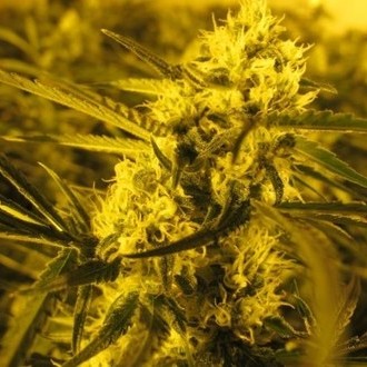 Channel + (Medical Seeds) Feminisoidut