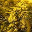 Channel + (Medical Seeds) Feminisoidut